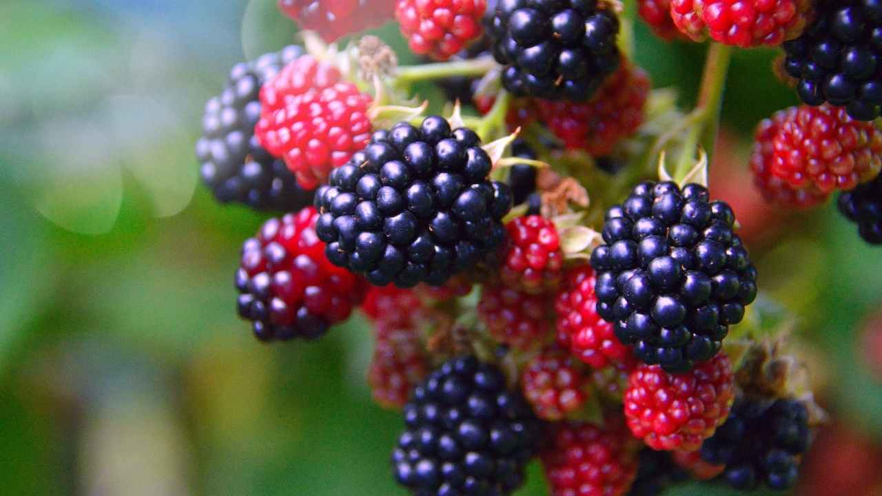 blackberries