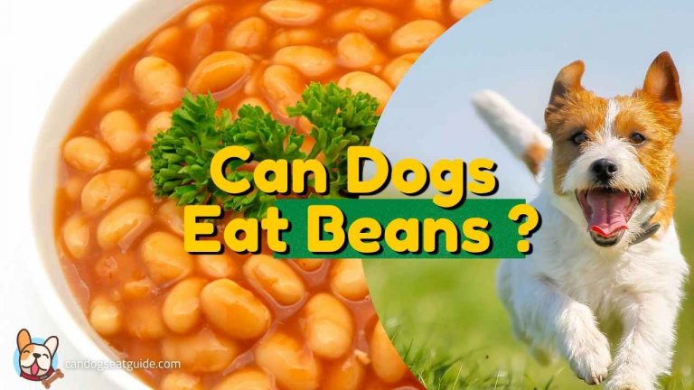 can dogs eat beans