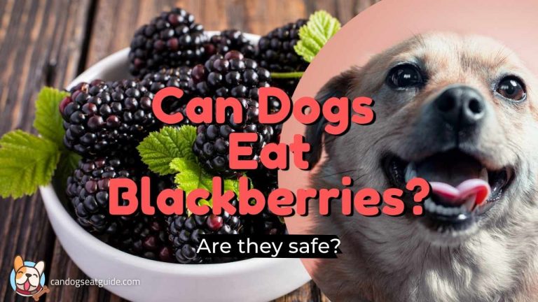 can dogs eat blackberries