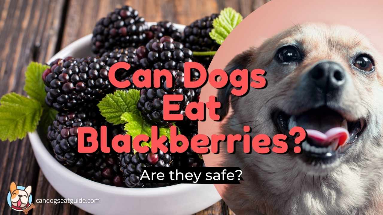 can dogs eat blackberries