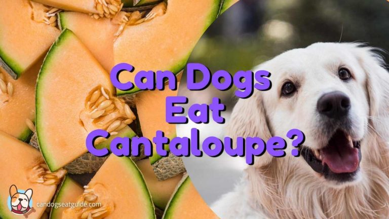 can dogs eat cantaloupe