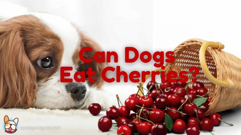 can dogs eat cherries