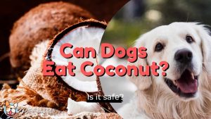 can dogs eat coconut