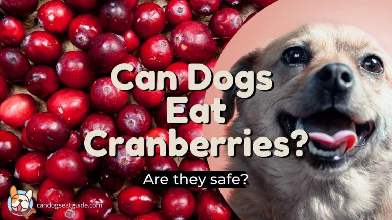 Can dogs eat cranberries?