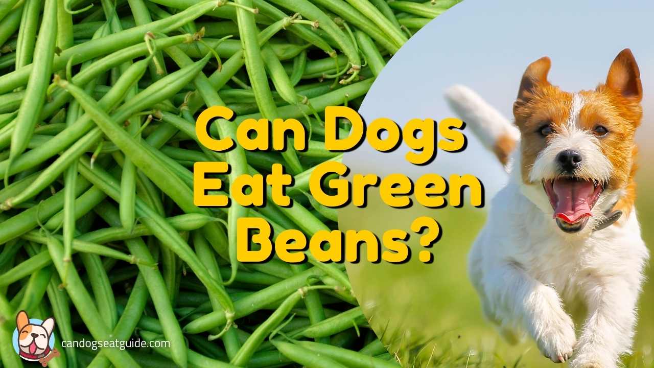 can dogs eat green beans