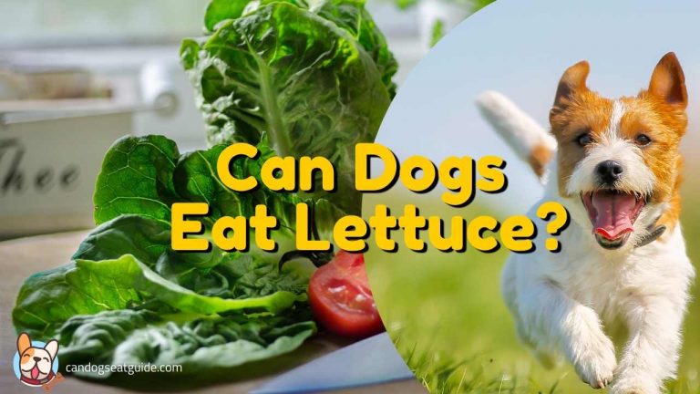 can dogs eat lettuce
