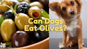 Can dogs eat olives