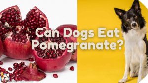 can dogs eat pomegranate