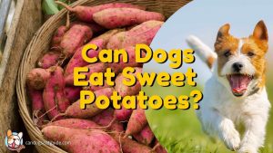 can dogs eat sweet potatoes