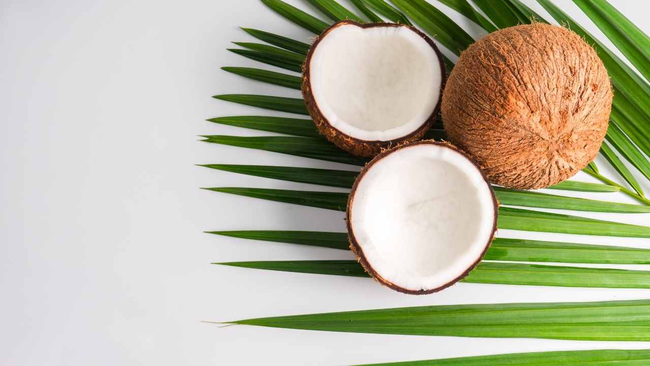 Can Dogs Eat Coconut? Best Dog Treats 1 coconut