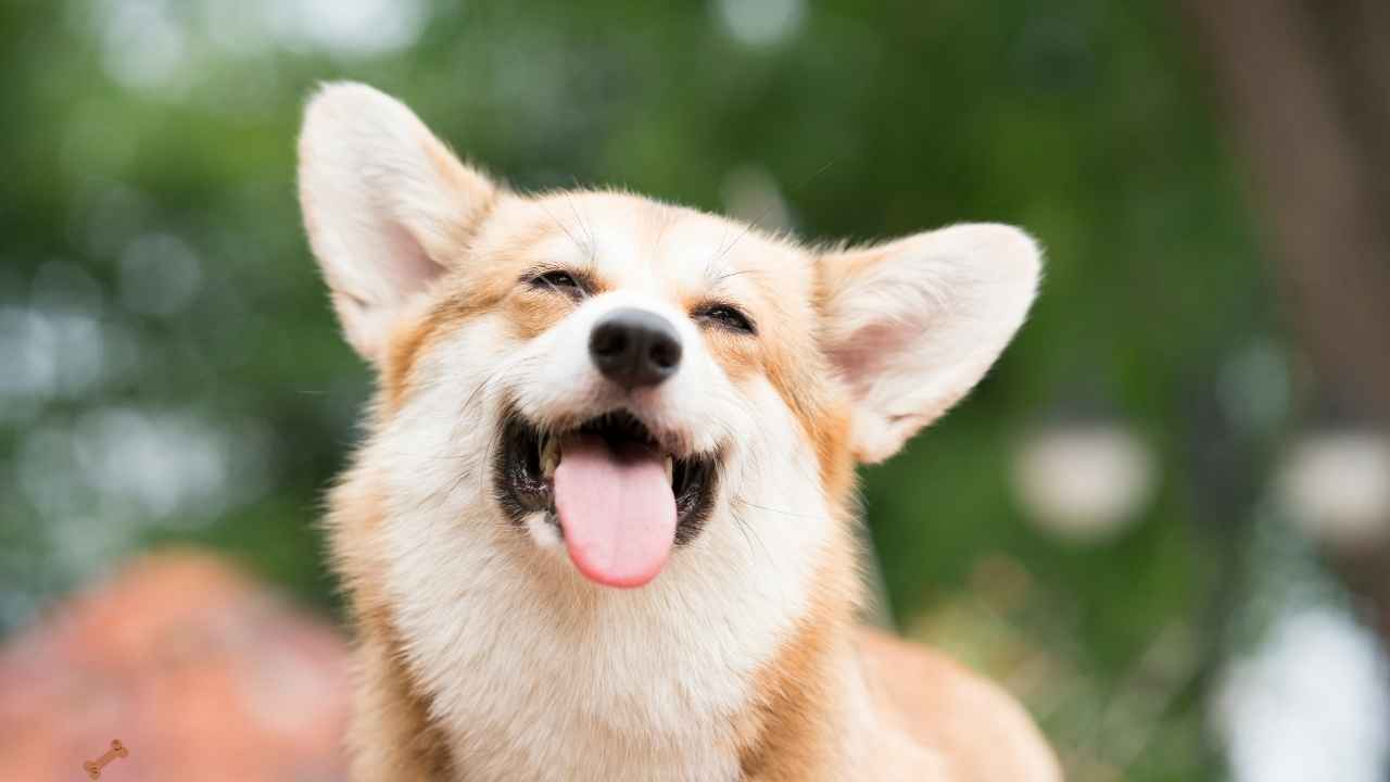 happy dog