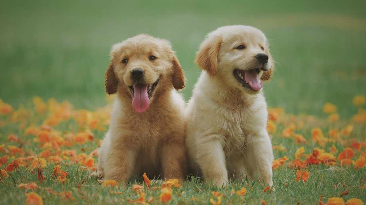 happy dogs