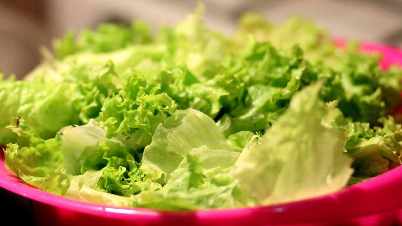 Can Dogs Eat Lettuce? Safe Versus Dangerous Treats for Dogs 2 lettuce
