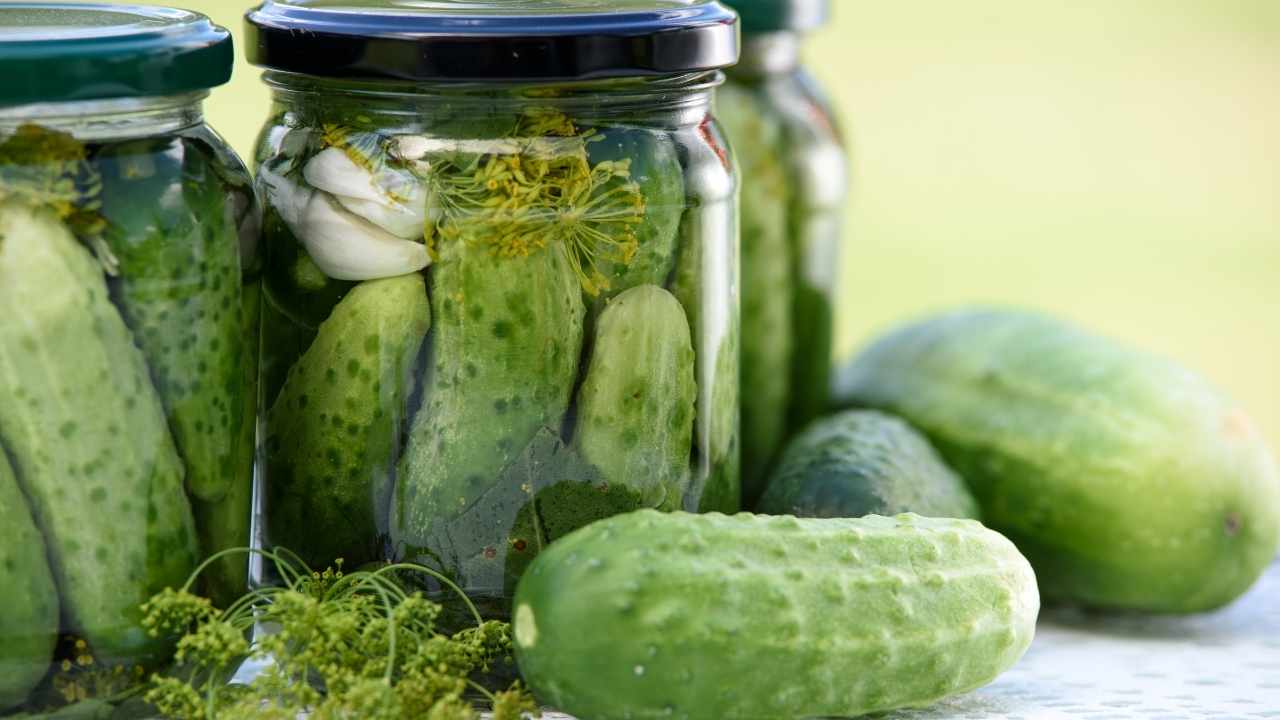 Can dogs eat pickles? Dangerous Treat Ideas 2 pickle