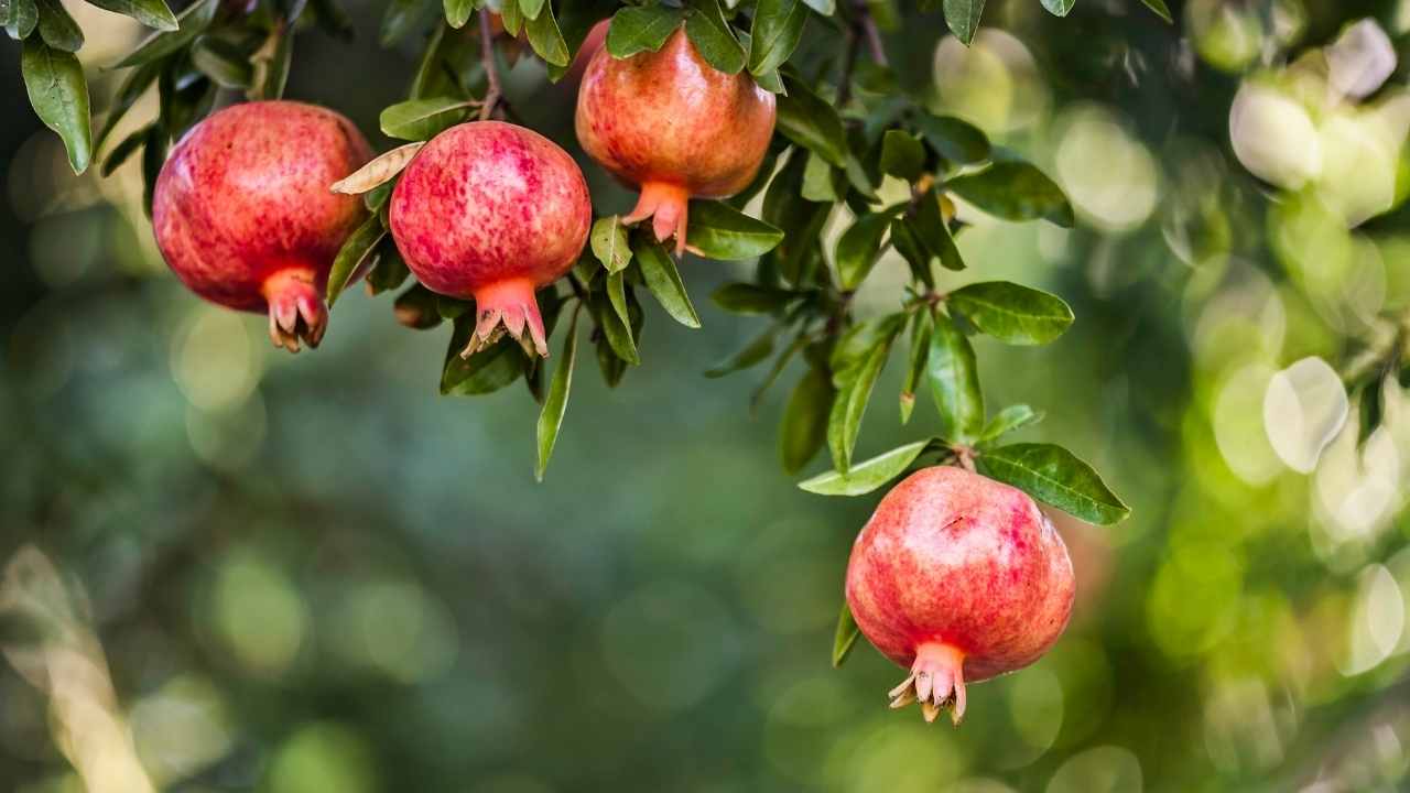 pomegranates