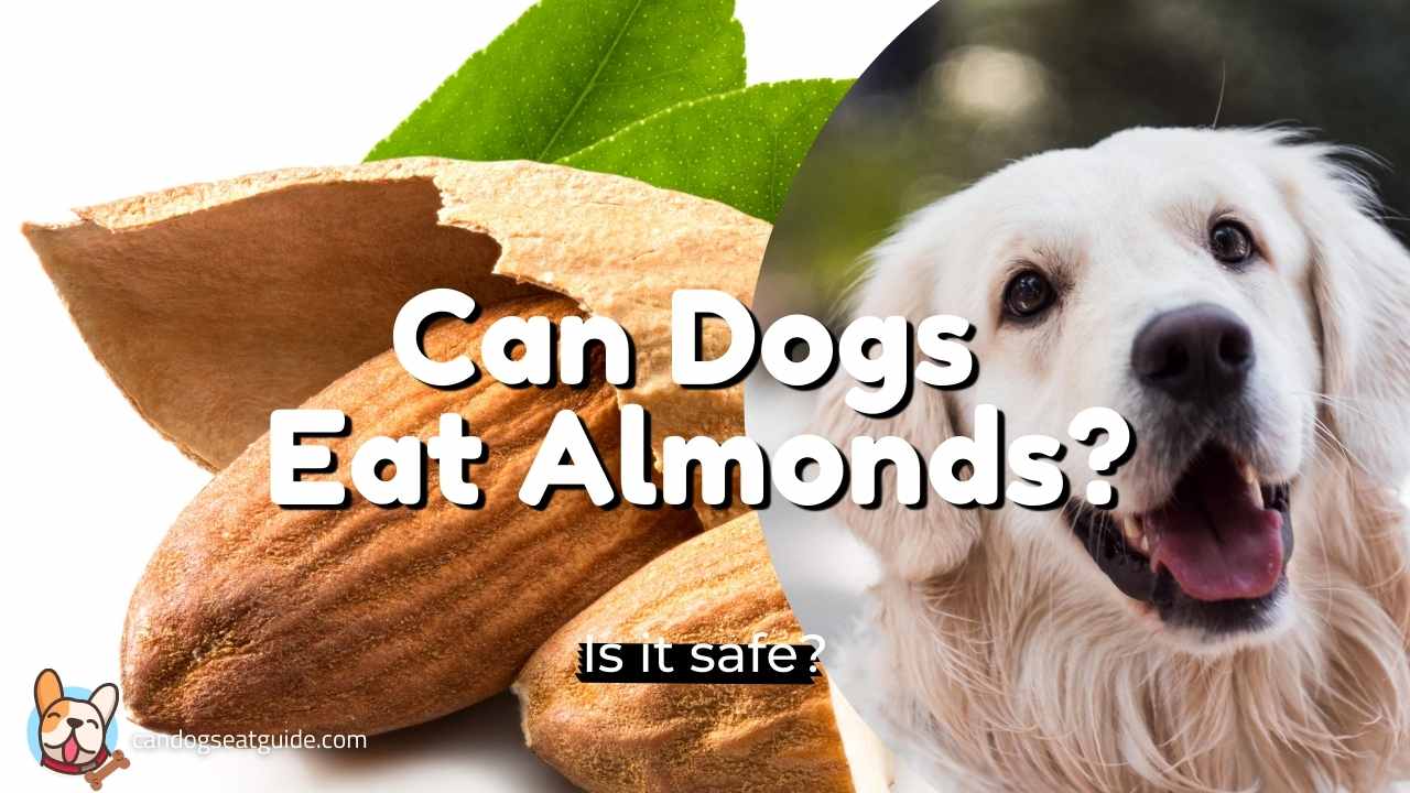 can dogs eat almonds