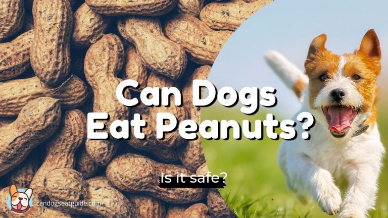 can dogs eat peanuts