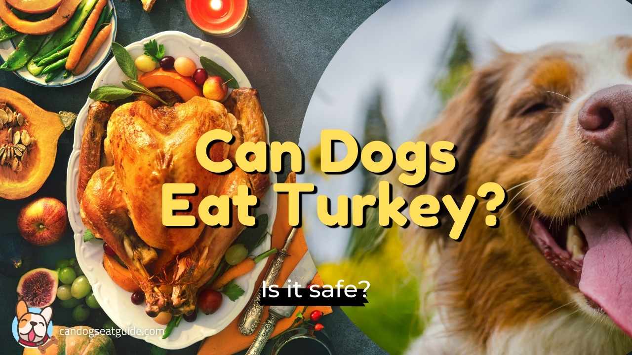 can dogs eat turkey