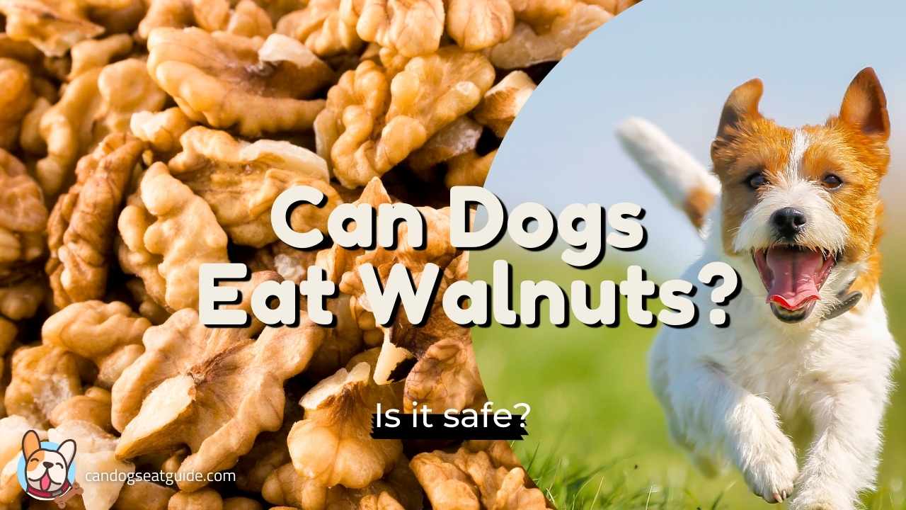 can dogs eat walnuts