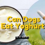 can dogs eat yoghurt