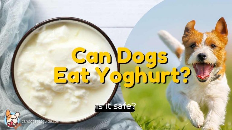 can dogs eat yoghurt