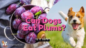 can dogs eat plums