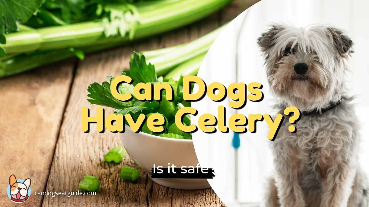 Can dogs eat celery