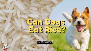 can dogs eat rice