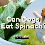 Can dogs eat spinach