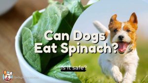 Can dogs eat spinach