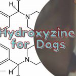 hydroxyzine for dogs