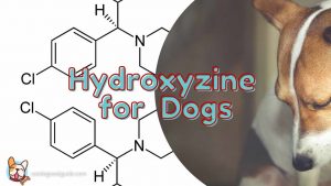 hydroxyzine for dogs