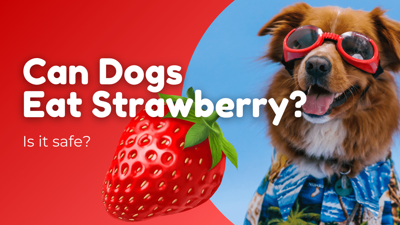 can dogs eat strawberry