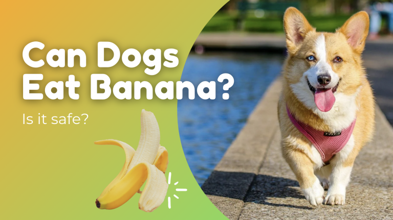 can-dogs-have-banana