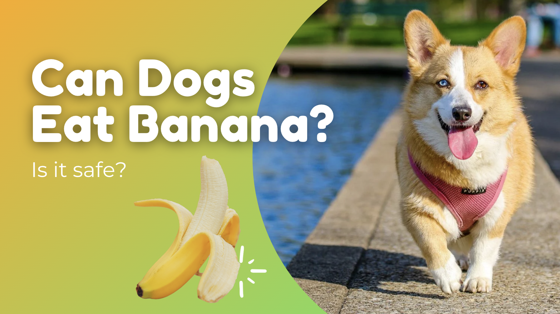 Can Dogs Eat Bananas