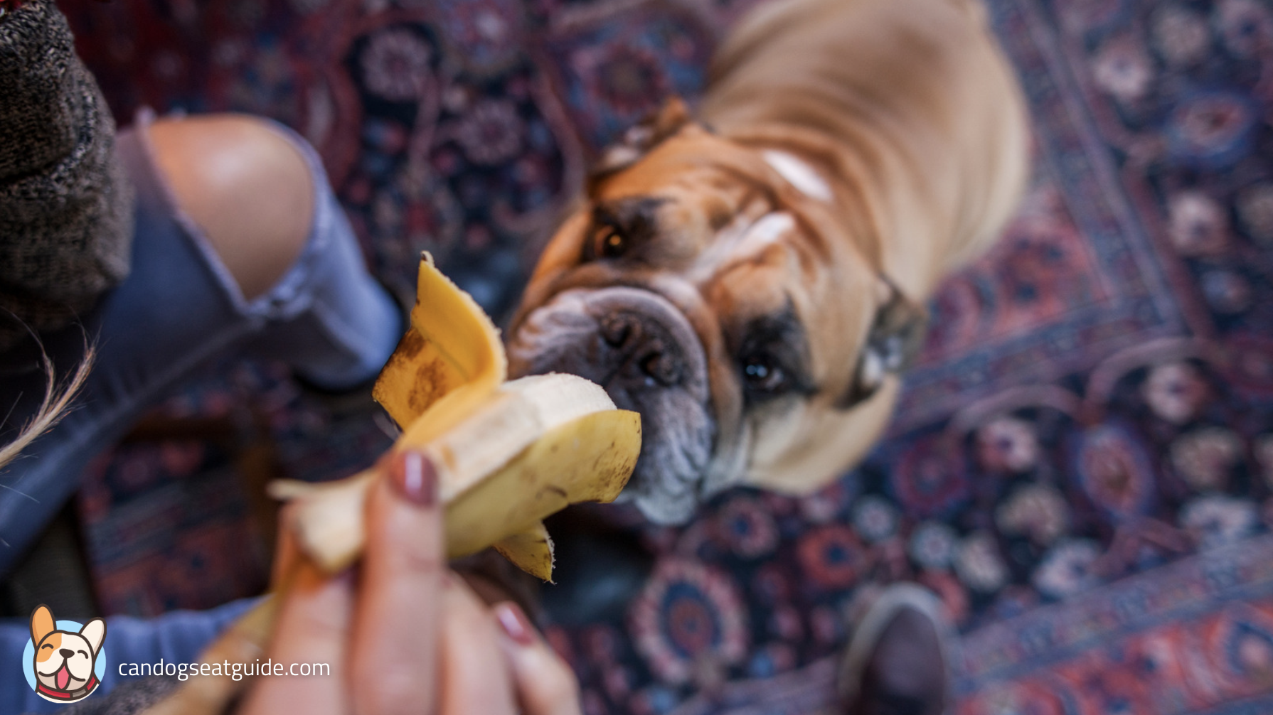 Image showcasing Can Dogs Eat Bananas? Are They Safe For Dogs? [2024 Guide]