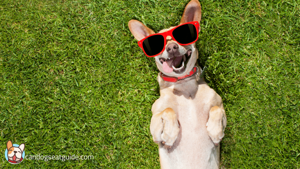Can Dogs Eat Pumpkin Pie? What Should You Know? 2
