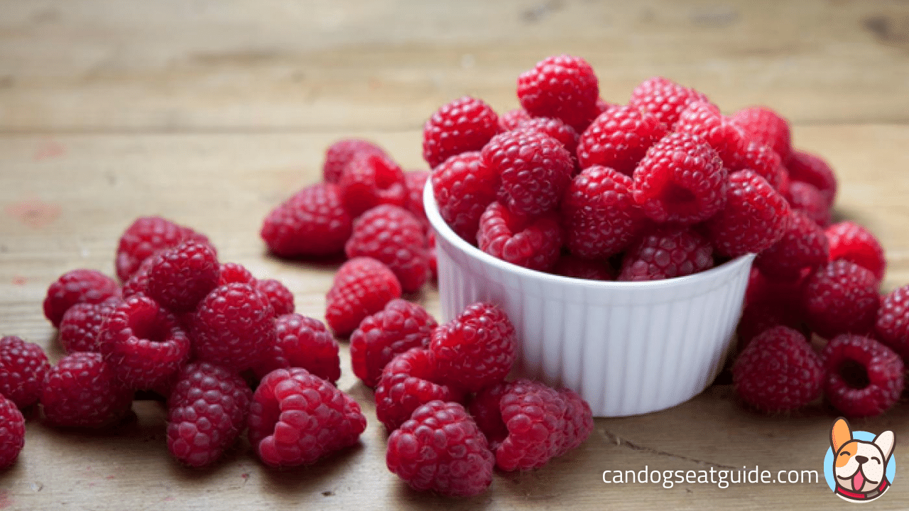 Can Dogs Eat Raspberries? Read Before You Feed Your Dog!