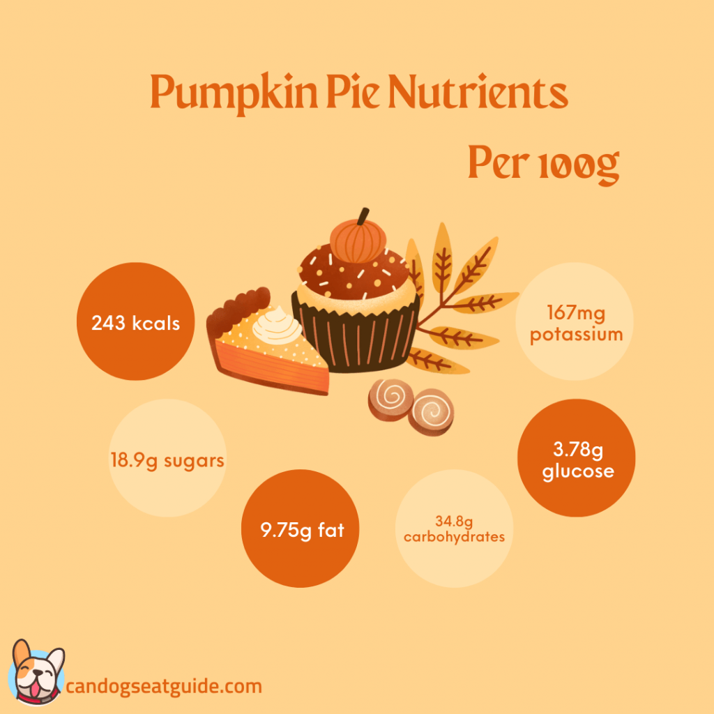 Can Dogs Eat Pumpkin Pie? What Should You Know? 3