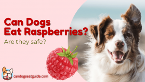 Can Dogs Eat Raspberries