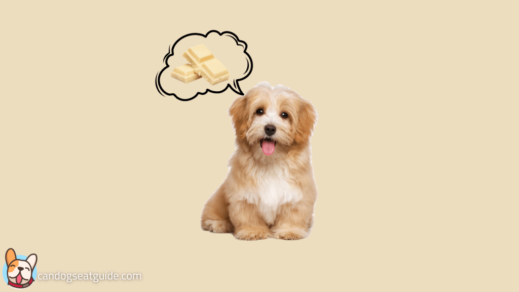 Can Dogs Eat White Chocolate? Is It Safe Or Not? [2022]