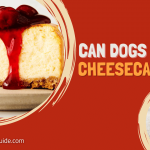 Can Dogs Eat Cheesecake