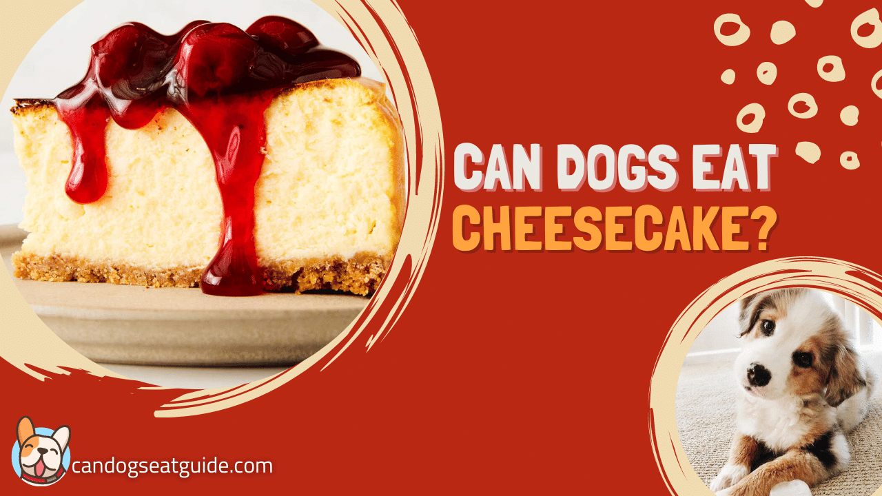 Can Dogs Eat Cheesecake