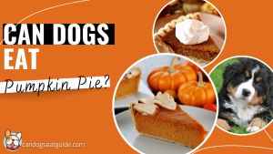 Can Dogs Eat Pumpkin Pie