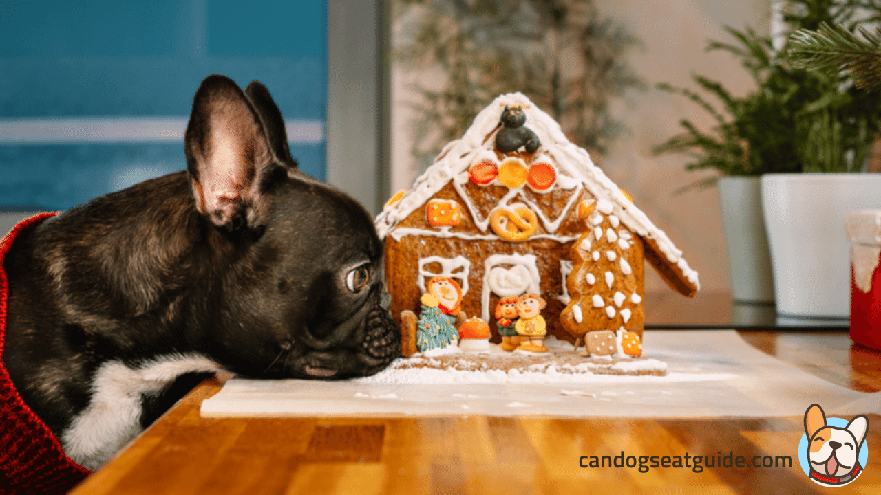 Can Dogs Eat Gingerbread? Is Ginger Good itself for dogs?