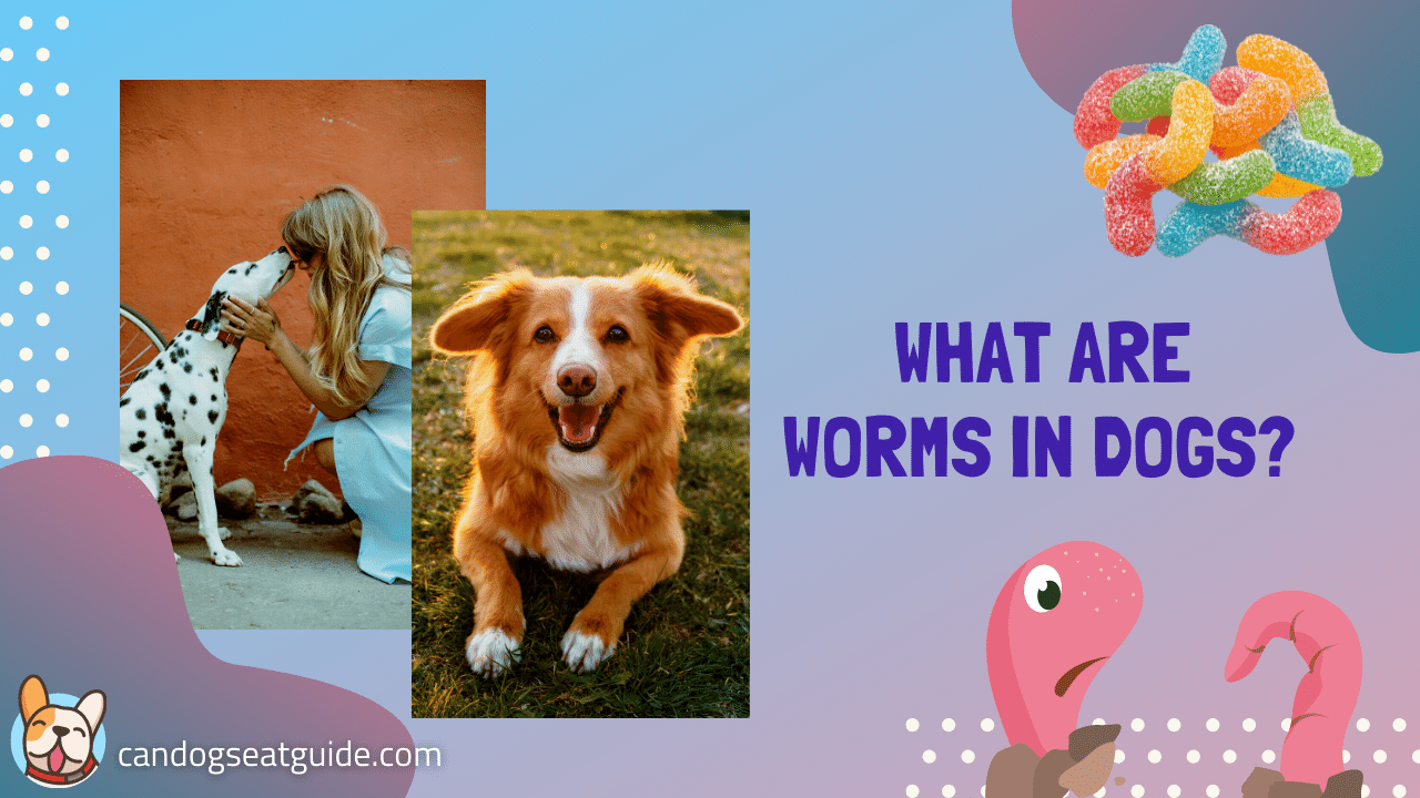 Picture Idea: What Are Worms In Dogs Signs And Treatment May 2024