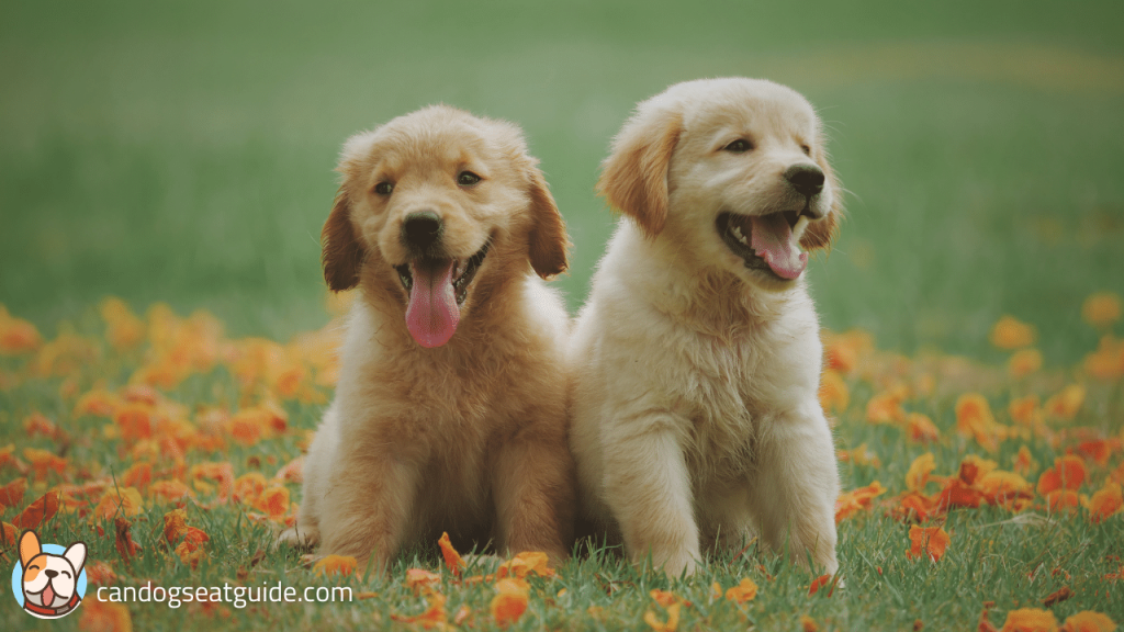 How To Deworm My Dog Myself? 2