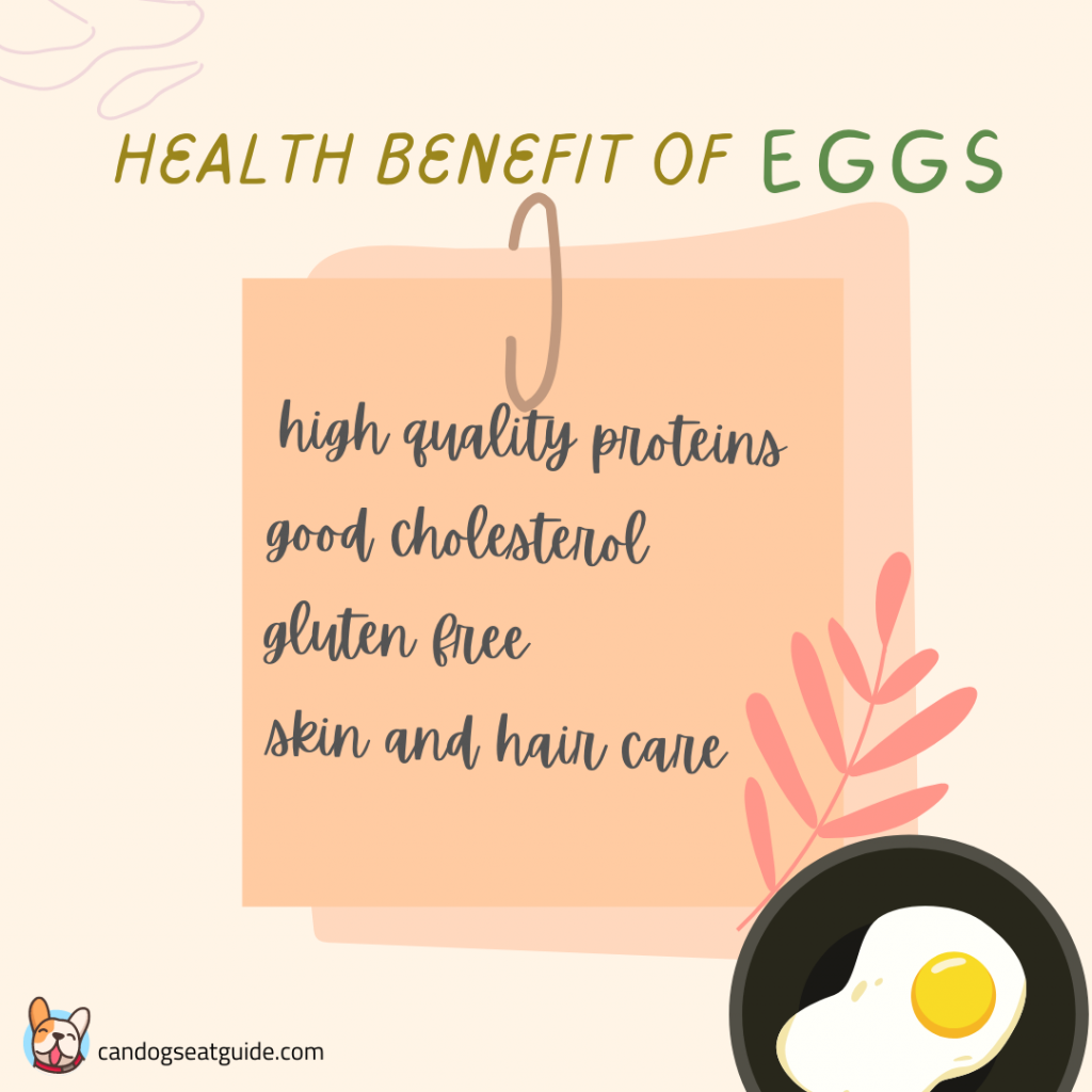 Can Dogs Eat Eggs? Can I Feed My Dog Eggs? 4