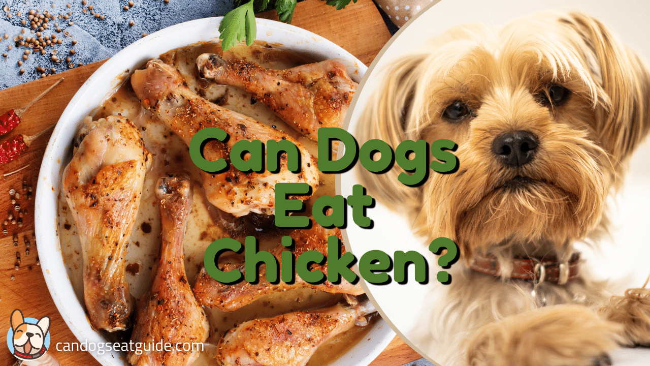 Can Dogs Eat Chicken