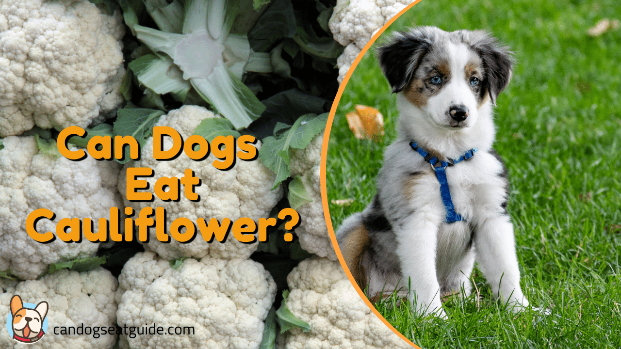 Can Dogs Eat Cauliflower